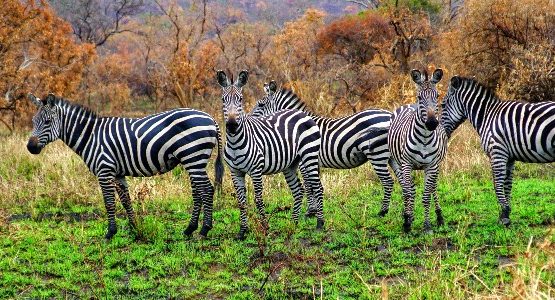 Akagera National Park
