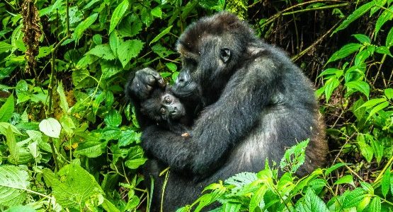 Volcanoes National Park in Rwanda