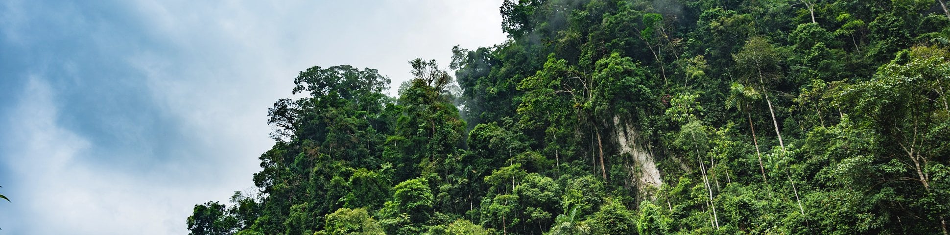 Peruvian Amazon Rainforest (Peru)