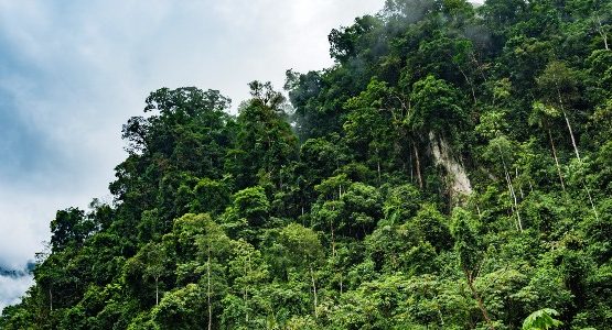 Peruvian Amazon Rainforest