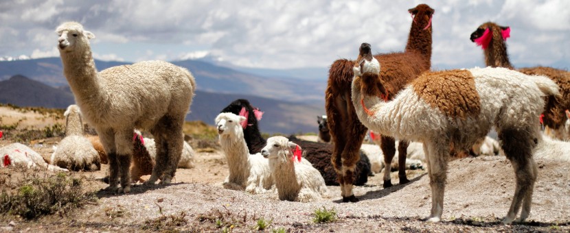 Beautiful alpacas in Peru, seen on guided family tour
