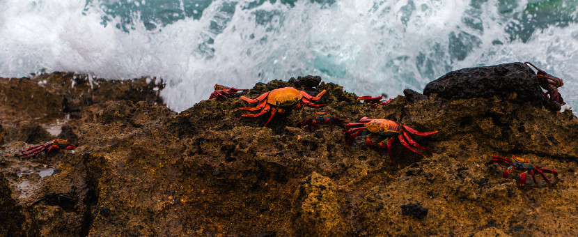 Two crabbies on the coast of Galapagos