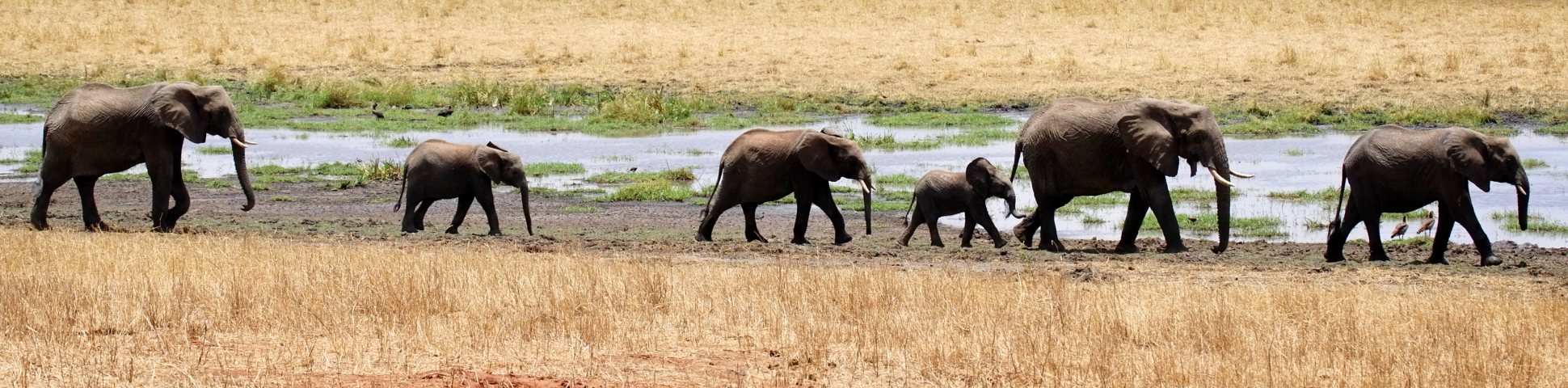 Tarangire National Park in Tanzania