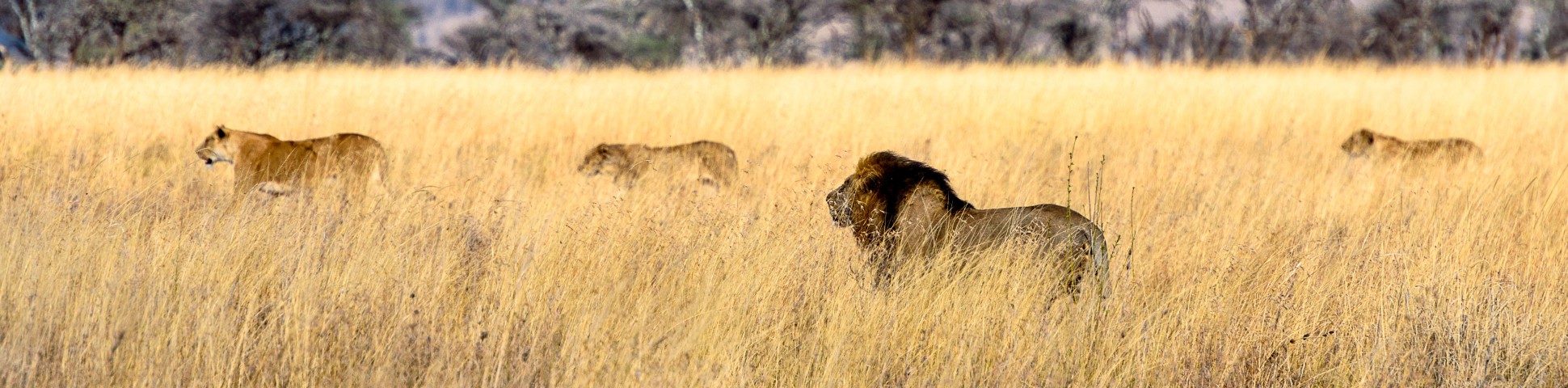 Serengeti in Tanzania