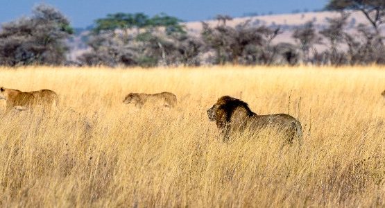Serengeti (Tanzania)