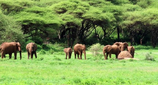 Ngorongoro (Tanzania)