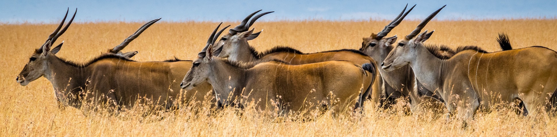 Group of antelopes in Masai Mara