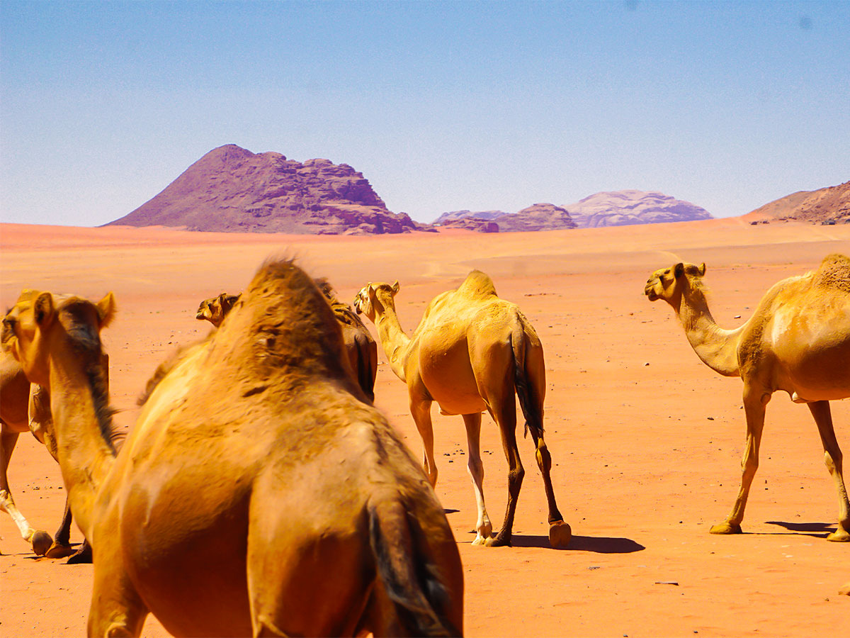 Herd of camels on Jordan Adventure Holiday tour