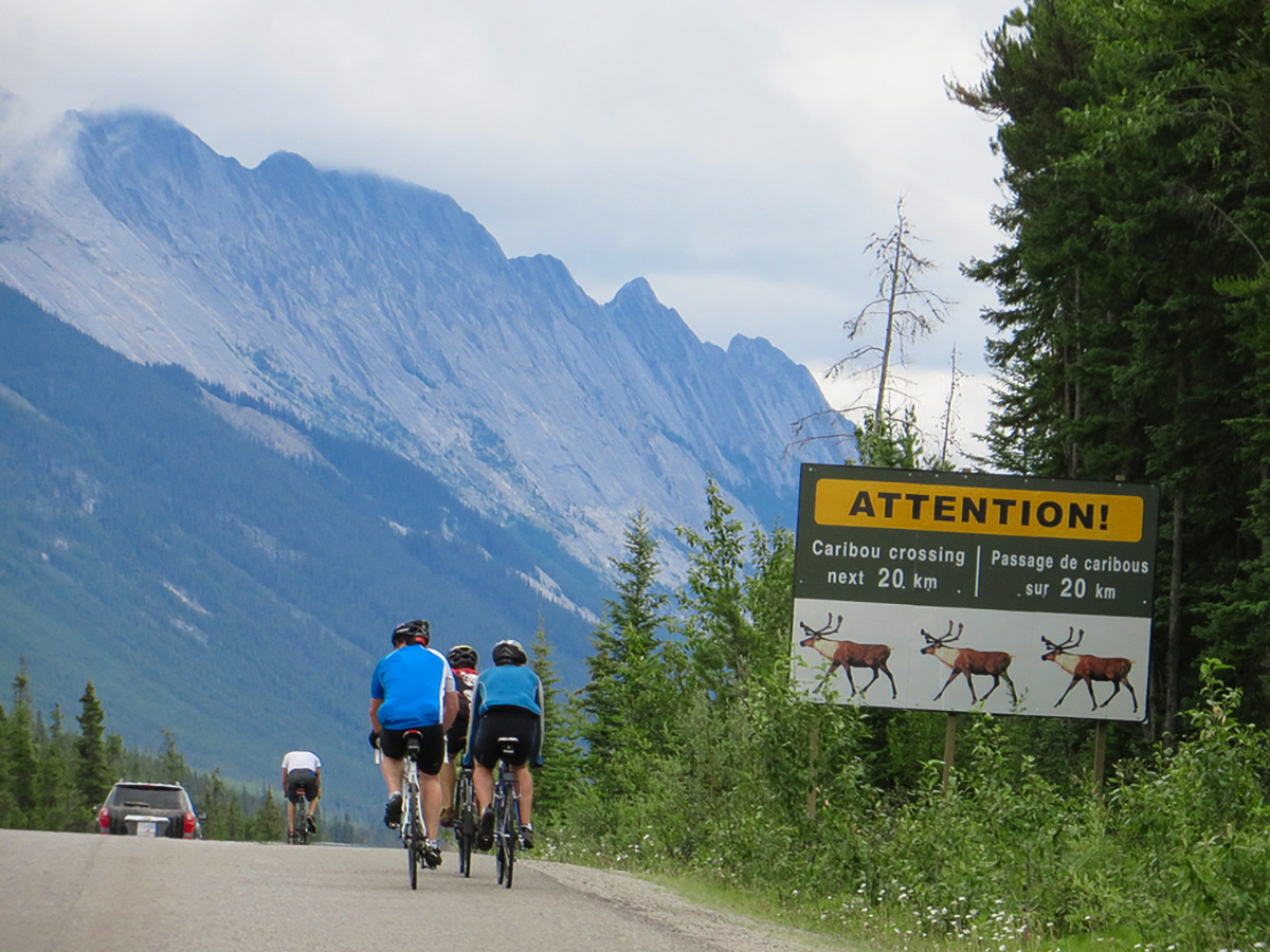 Caribou warning signs on guided cycling tour from Jasper to Banff in Canada