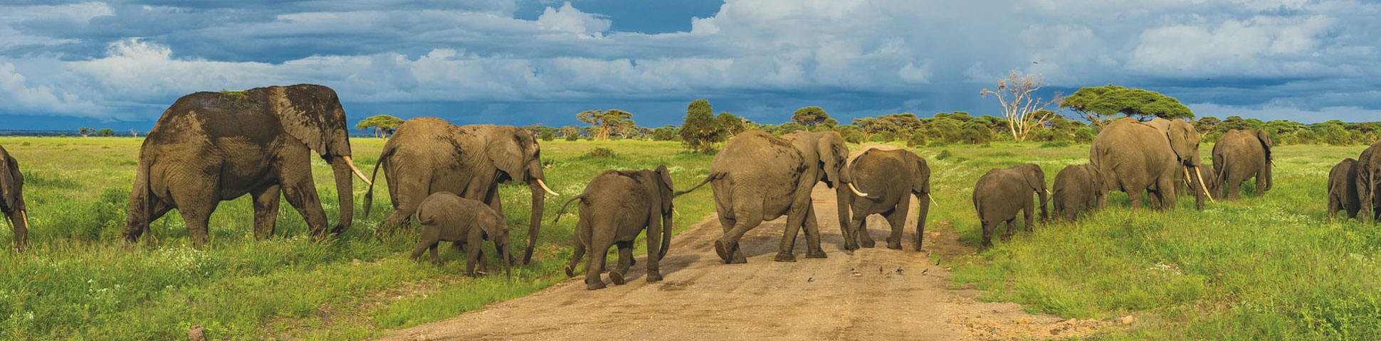 Guided and self guided tours spotting wildlife in Tanzania