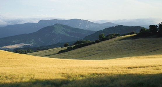 rolling green hills in spain with trees