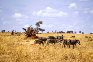 Kilimanjaro to Ngorongoro teaser