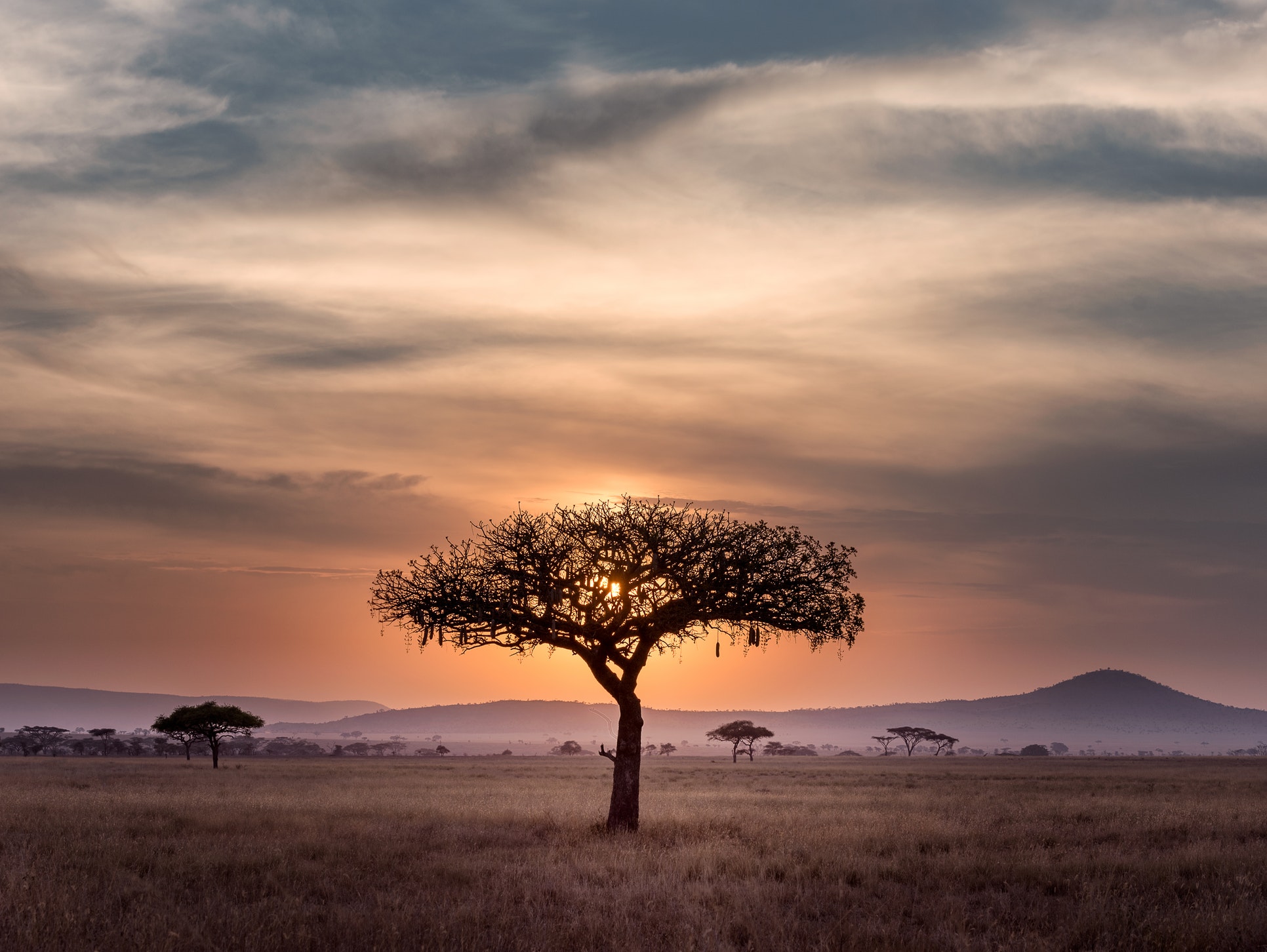 Trees in savannah on guided Kilimanjaro to Ngorongoro Cycling Tour