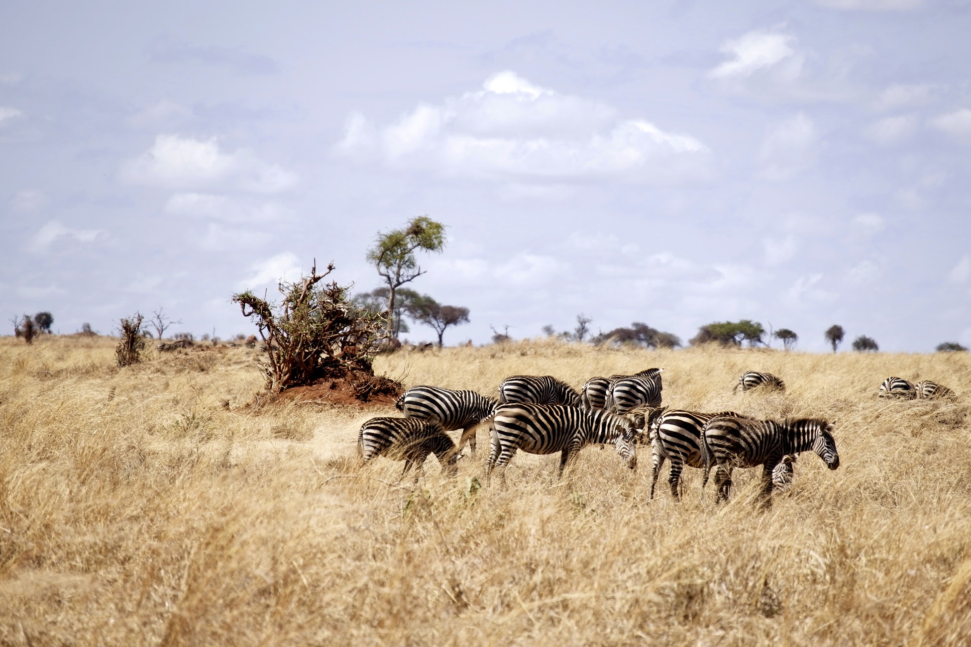 Zebras in Savannah on guided Kilimanjaro to Ngorongoro Cycling Tour