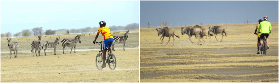 Biking from Tarangire to Manyara on guided Kilimanjaro to Ngorongoro Cycling Tour