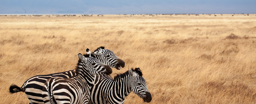 Zebras on guided cycling tour around Mount Kilimanjaro in Tanzania