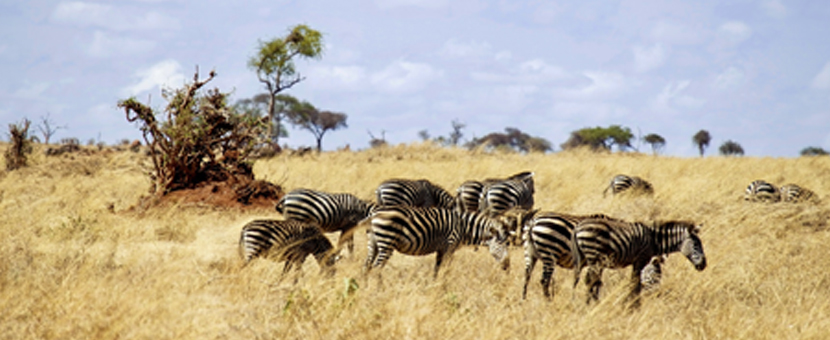 Wildlife along guided Kilimanjaro to Ngorongoro Cycling Tour