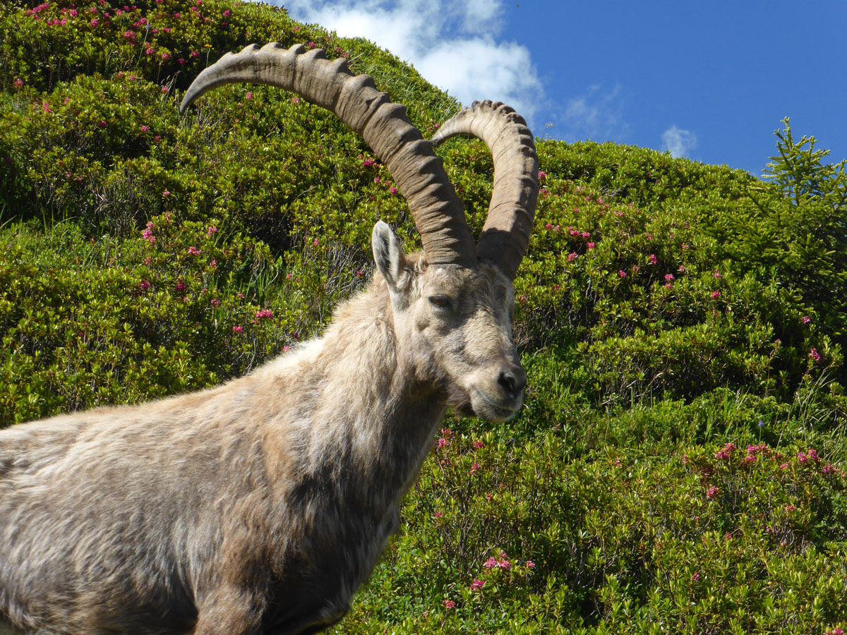 Alpine ibex on Tour de Mont Blanc in French Alps