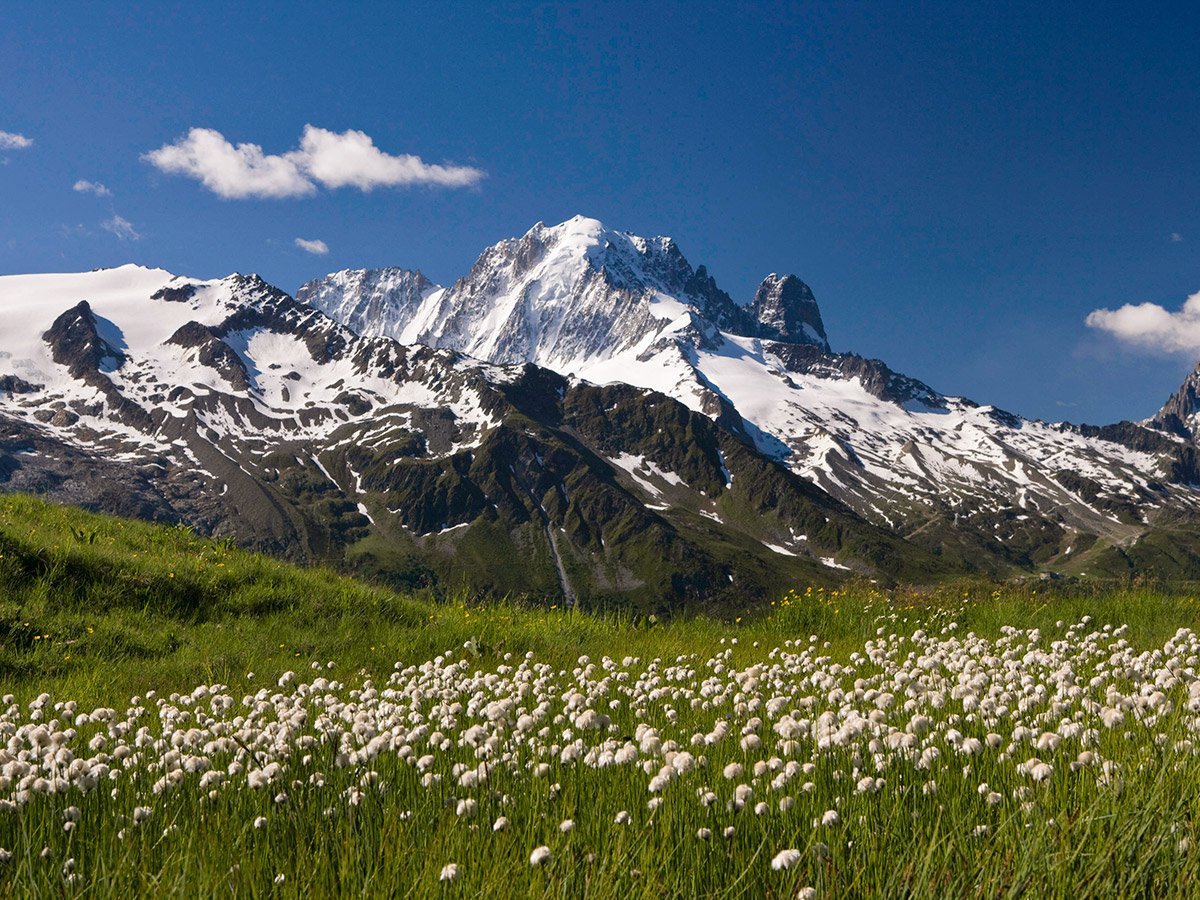 Wildflowers and mountain view on Tour de Mont Blanc near Chamonix