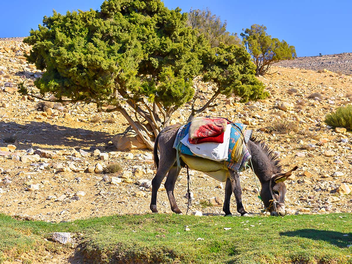 Donkey having a break on Dana to Petra Trekking Tour in Jordan