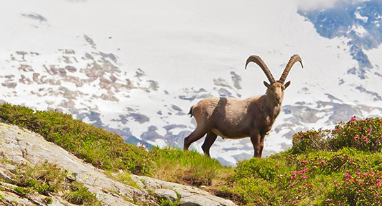 Alpine ibex on self-guided Tour du Mont Blanc trek