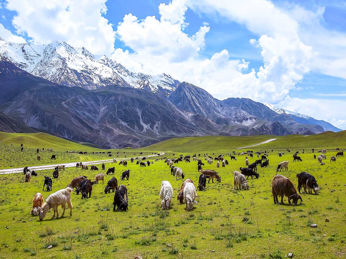 Horses in Gol National Park on Chitral Valley Overland Tour in Pakistan