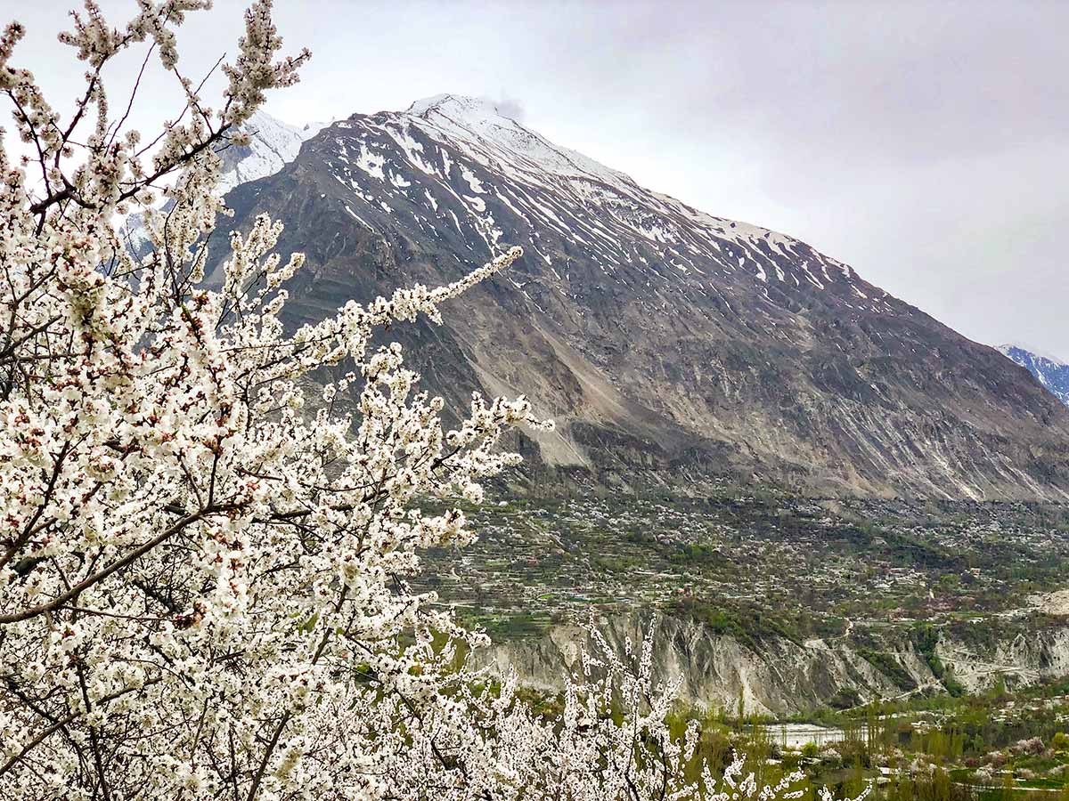 Blossom on Hanza Valley Overland Tour in Pakistan