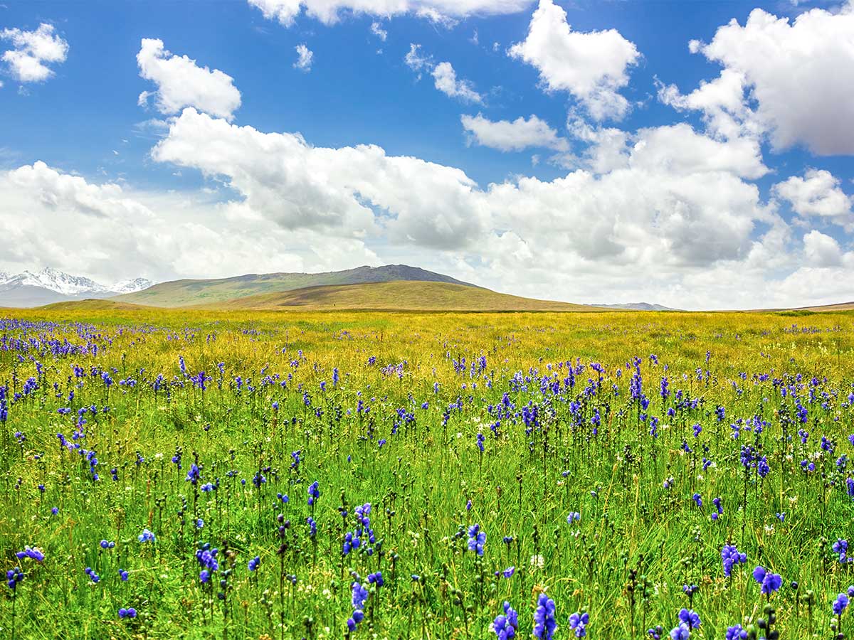 Beautiful Deosan Plains on guided Overland Tour in Skardu Valley Pakistan