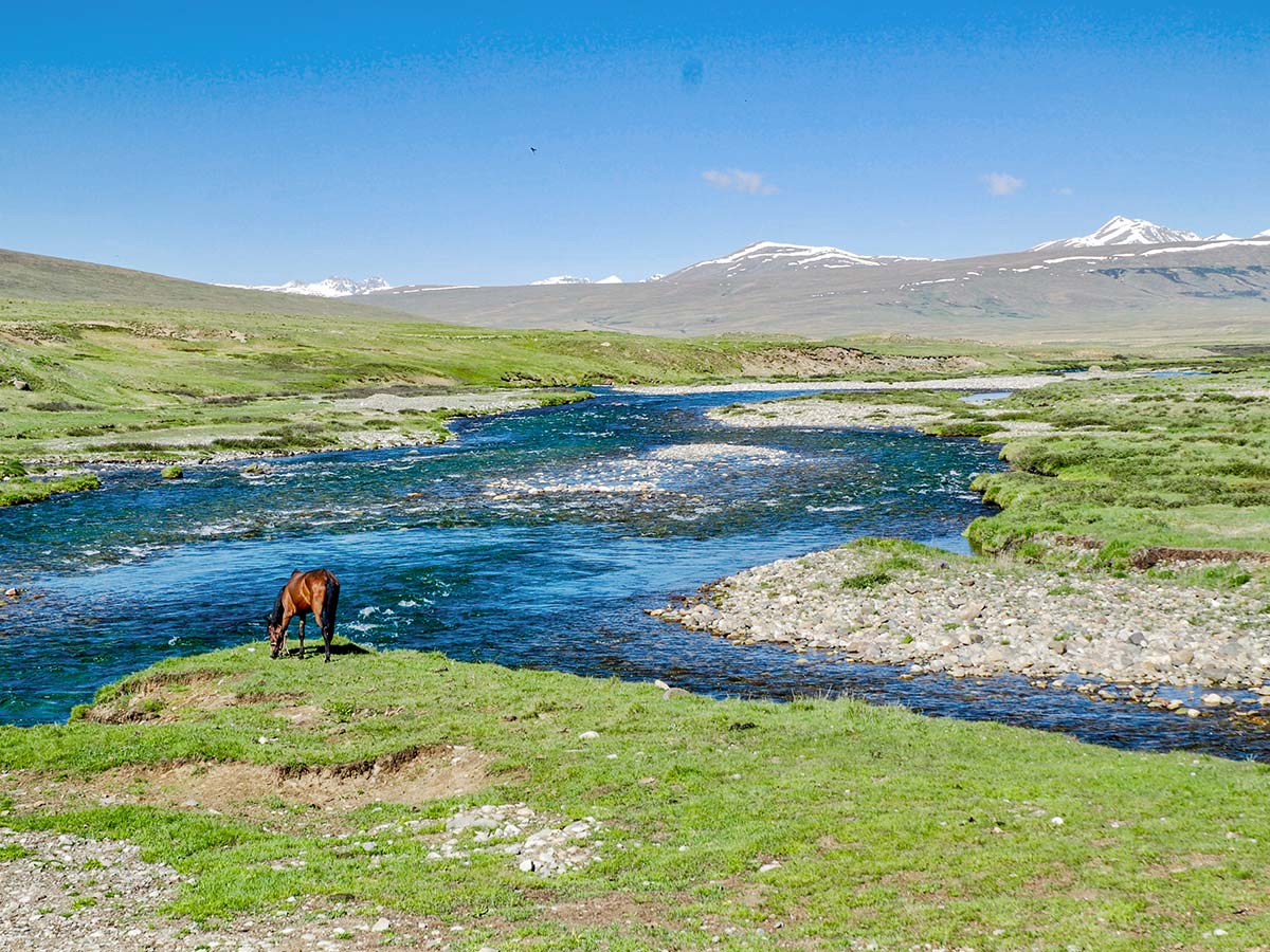 Horse drinking water in Deosan Plains guided Overland Tour in Skardu Valley Pakistan