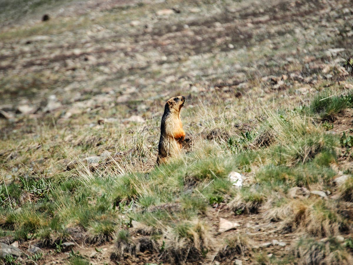 Curious golden marmoth in Deosai Valley guided Overland Tour in Skardu Valley Pakistan