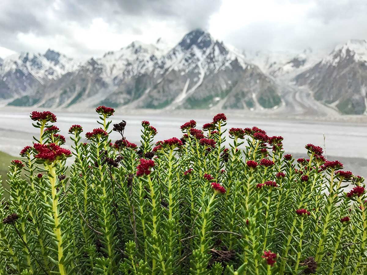 Shigam Baris on Hispar Glacier