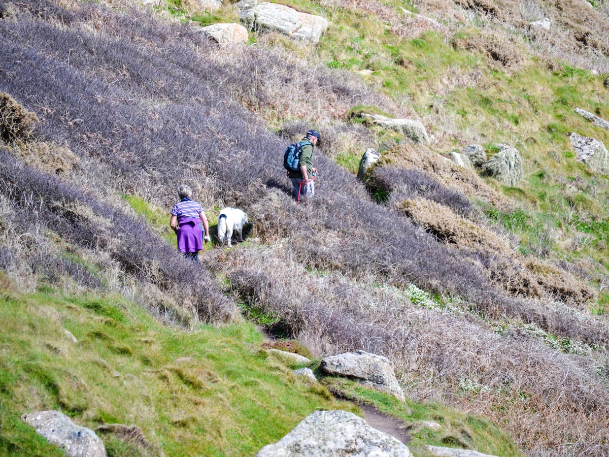 Cornwall walking through gorse with dog