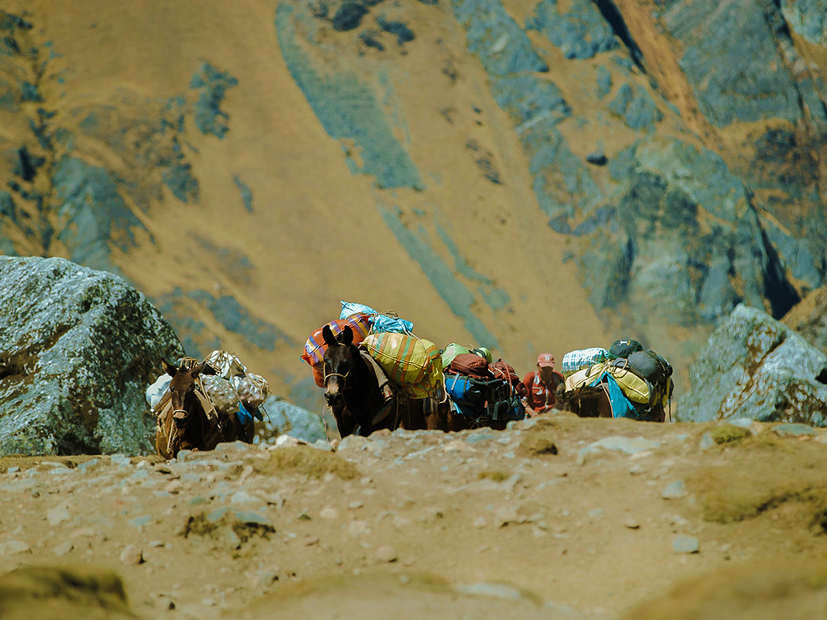 Donkeys carrying stuff on Salkantay Trek to Machu Picchu in Peru