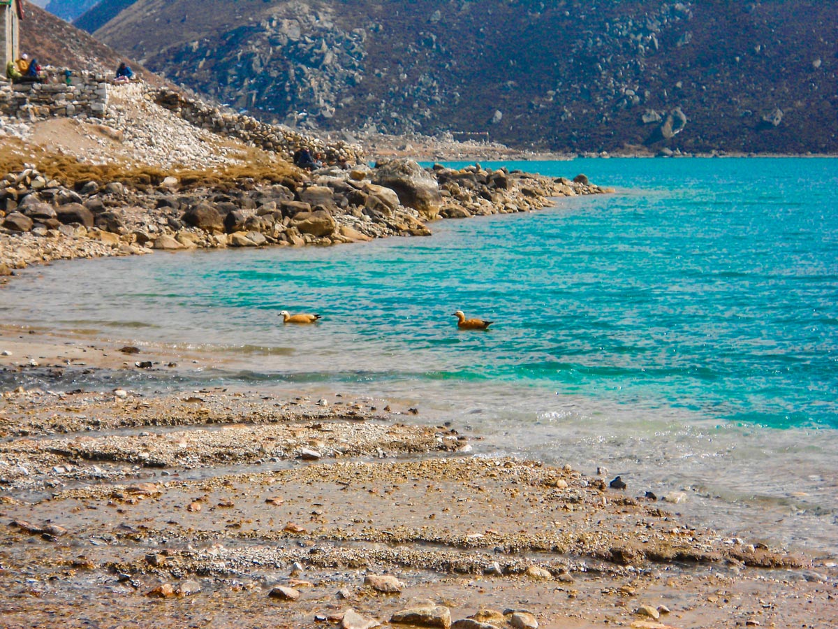 Wildlife on Everest Base Camp and Gokyo Lake trek in Nepal