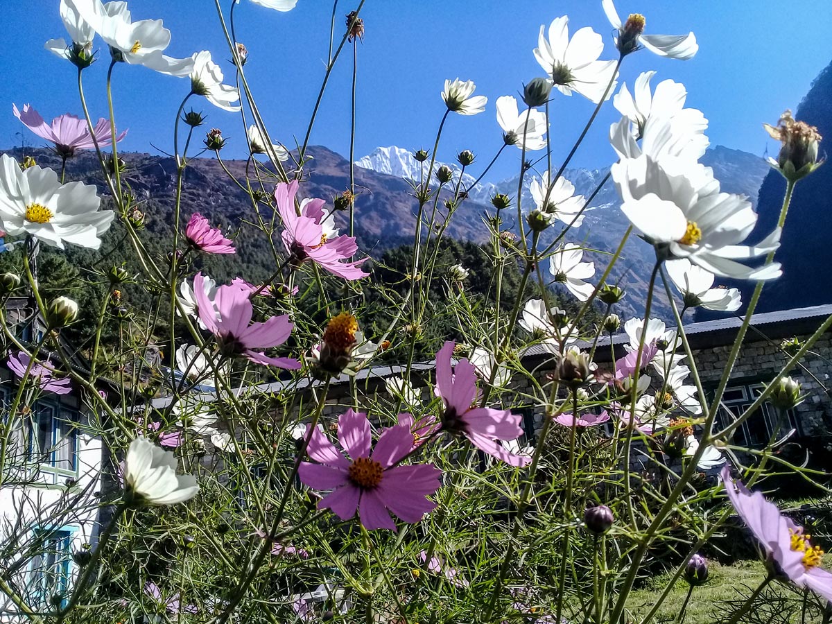 Flowers along the valley on Everest Panorama Trek in Nepal