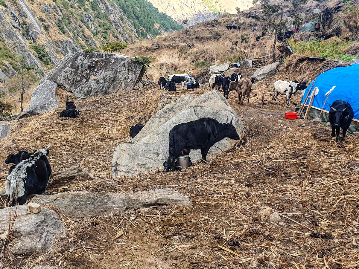 Cattle on guided Langtang Trek in Nepal