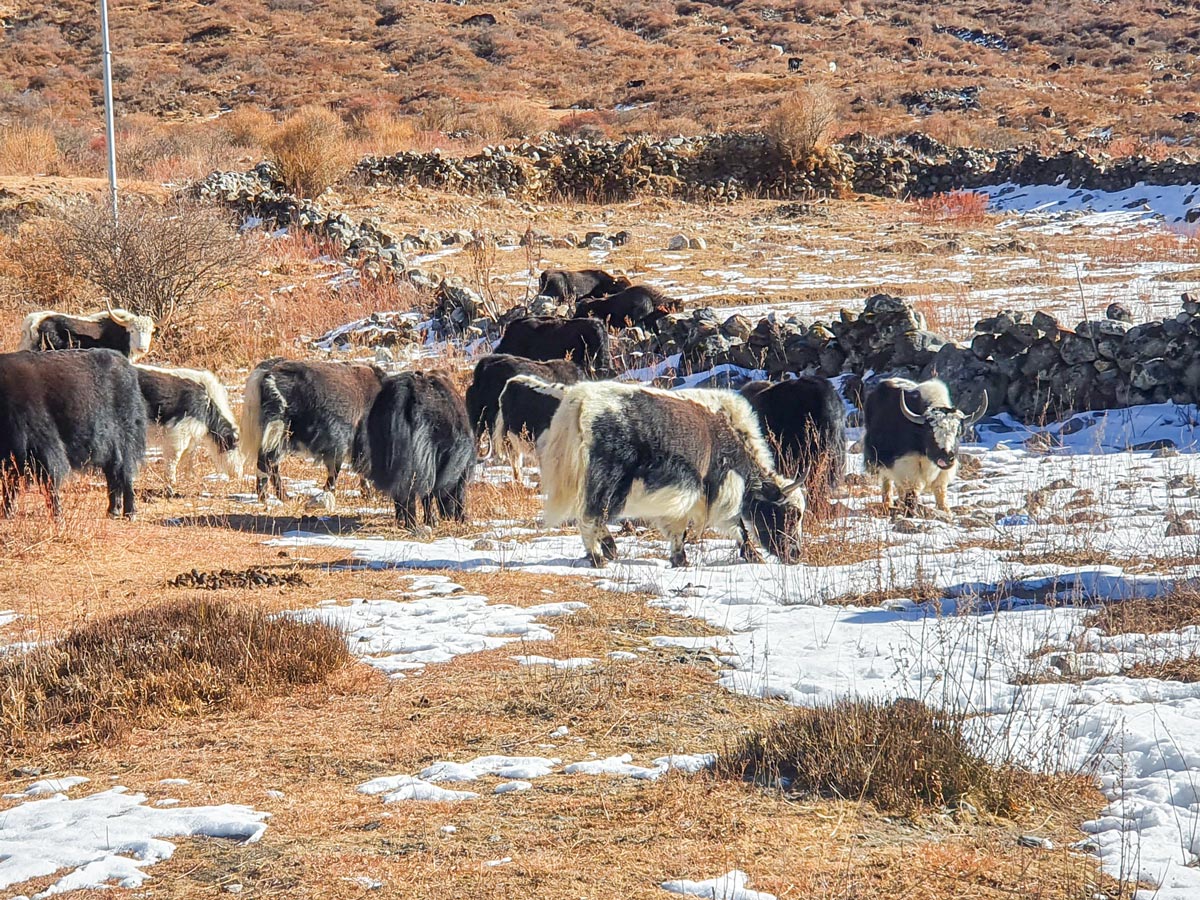 Cattle on guided Langtang Trek in Nepal