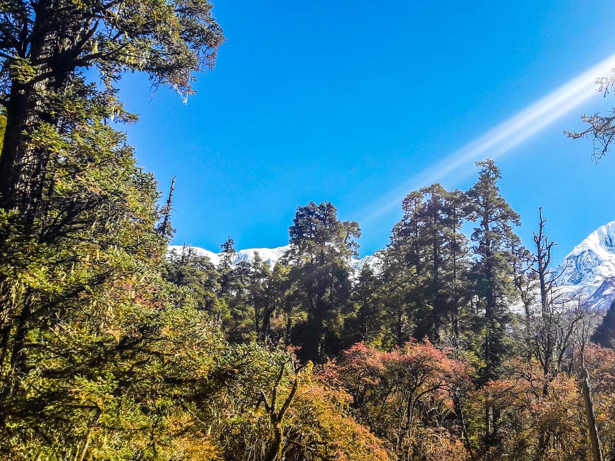 Forest along the trail on Manaslu Circuit trek in Nepal