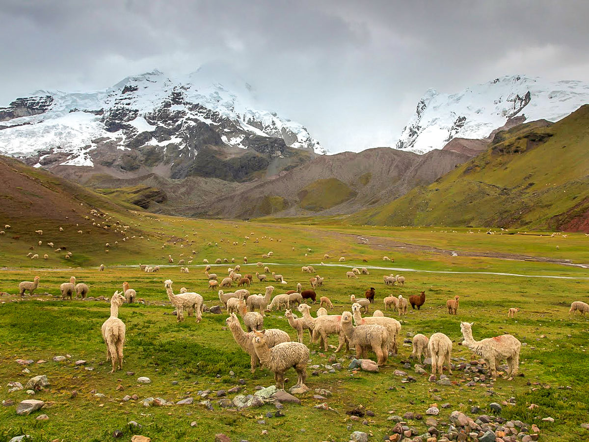 A valley with a herd of llamas and mountains in the distance