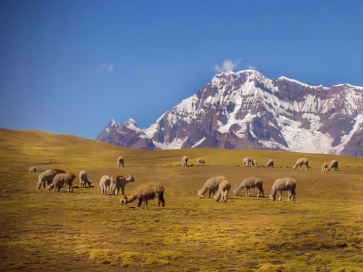 A field with llamas grazing and mountains in the distance