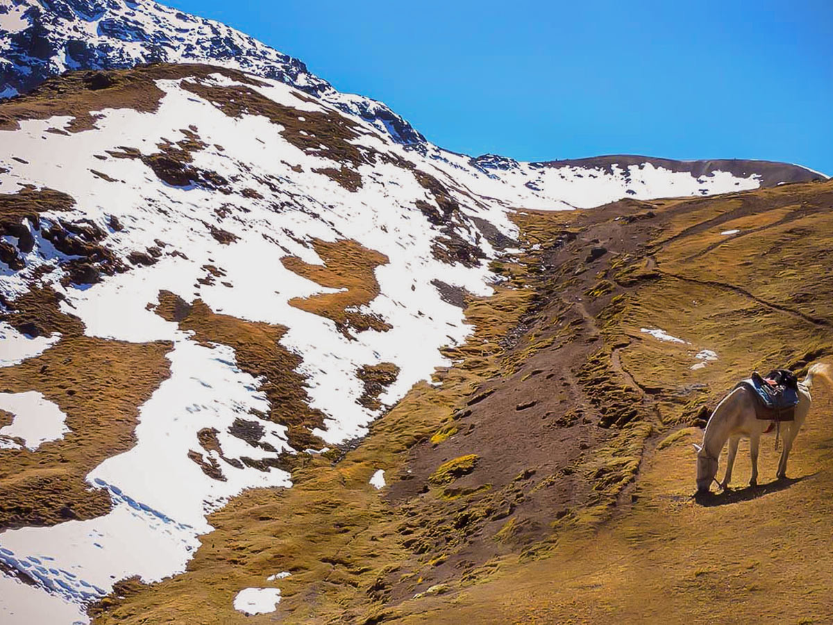 A saddled horse grazing next to a small valley with snow-covered hills on the other side