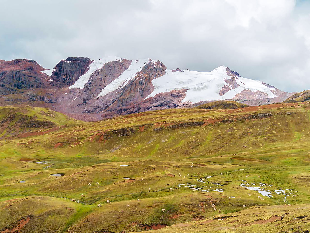 Green hills with grazing llama and snowy short mountains in the background