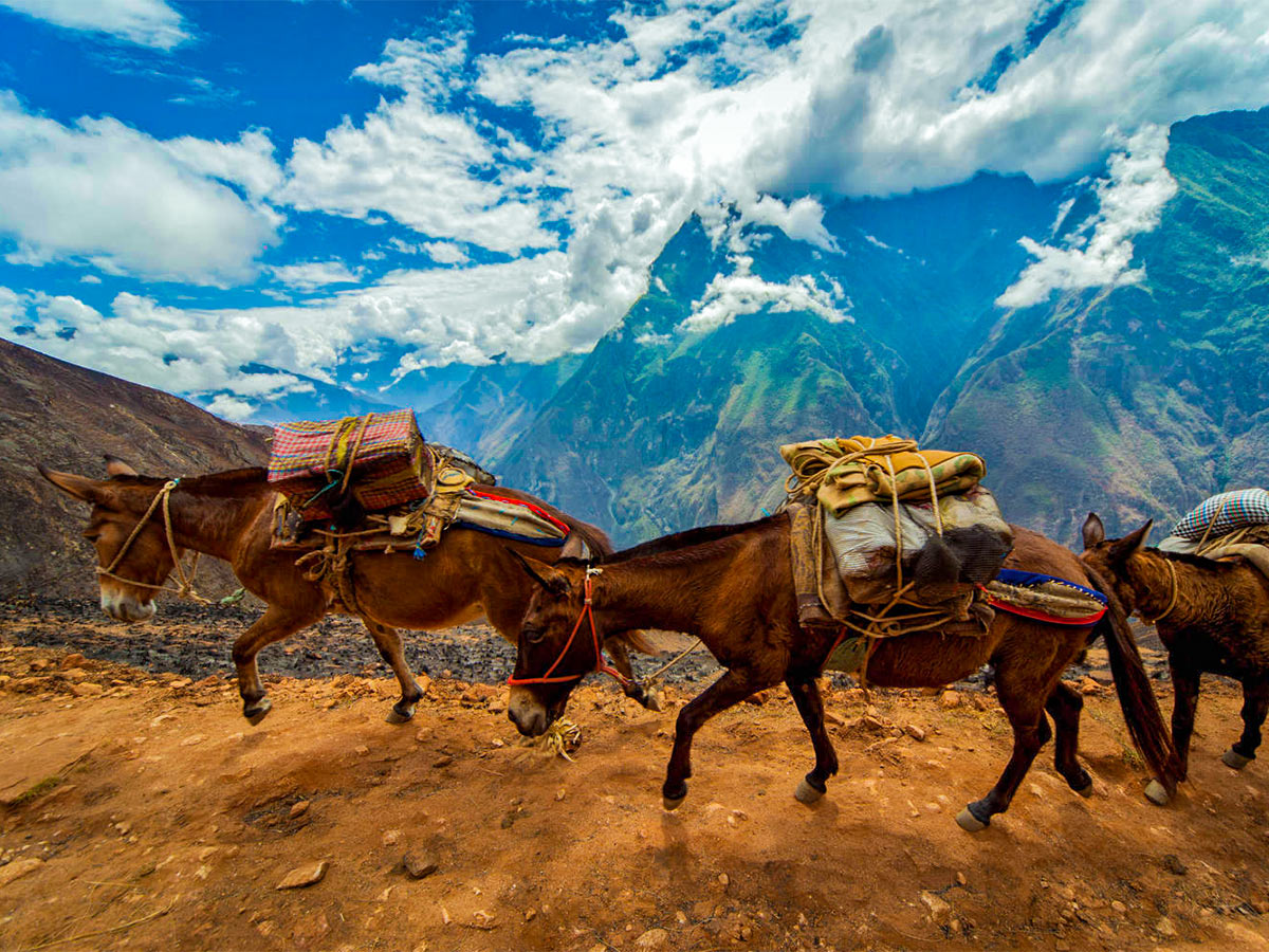 Donkeys on Choquequirao Trek in Peru near Cusco