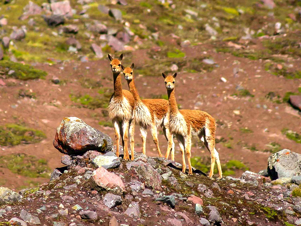 Llamas on Ausangate Rainbow Mountain and Machu Picchu trek in Peru