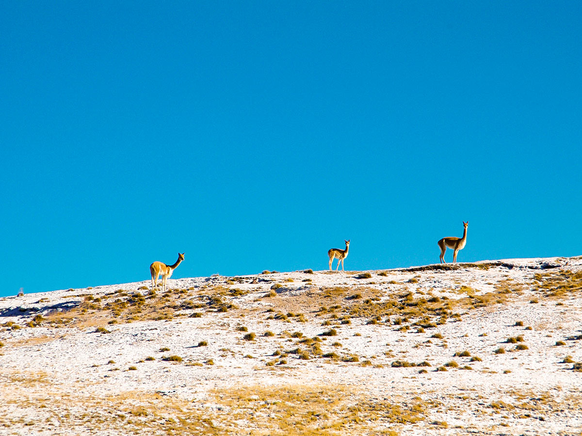 Wildlife along Ausangate Rainbow Mountain and Machu Picchu trek in Peru