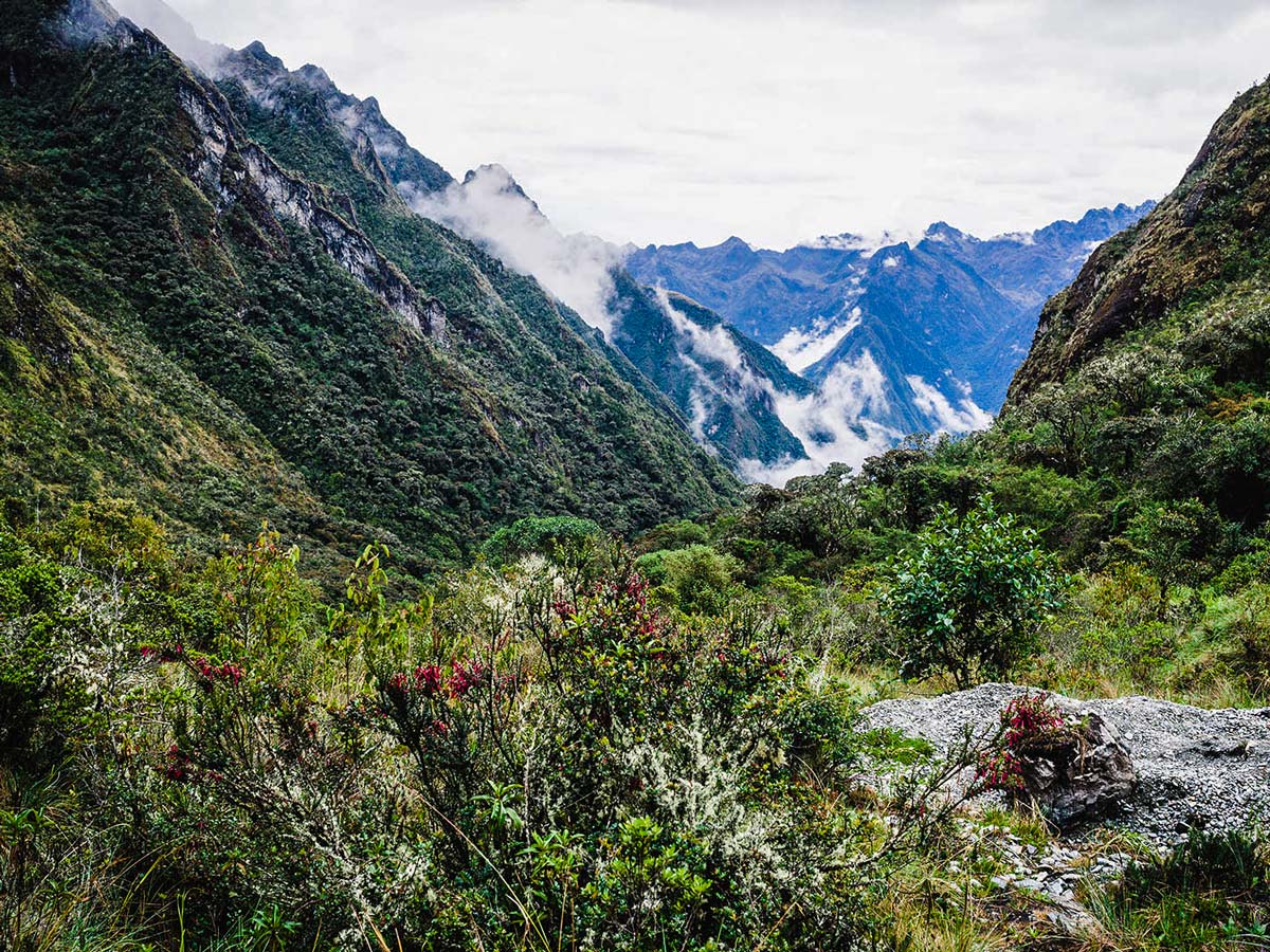 Beautiful flora along Inca Trail to Machu Picchu near Cusco Peru