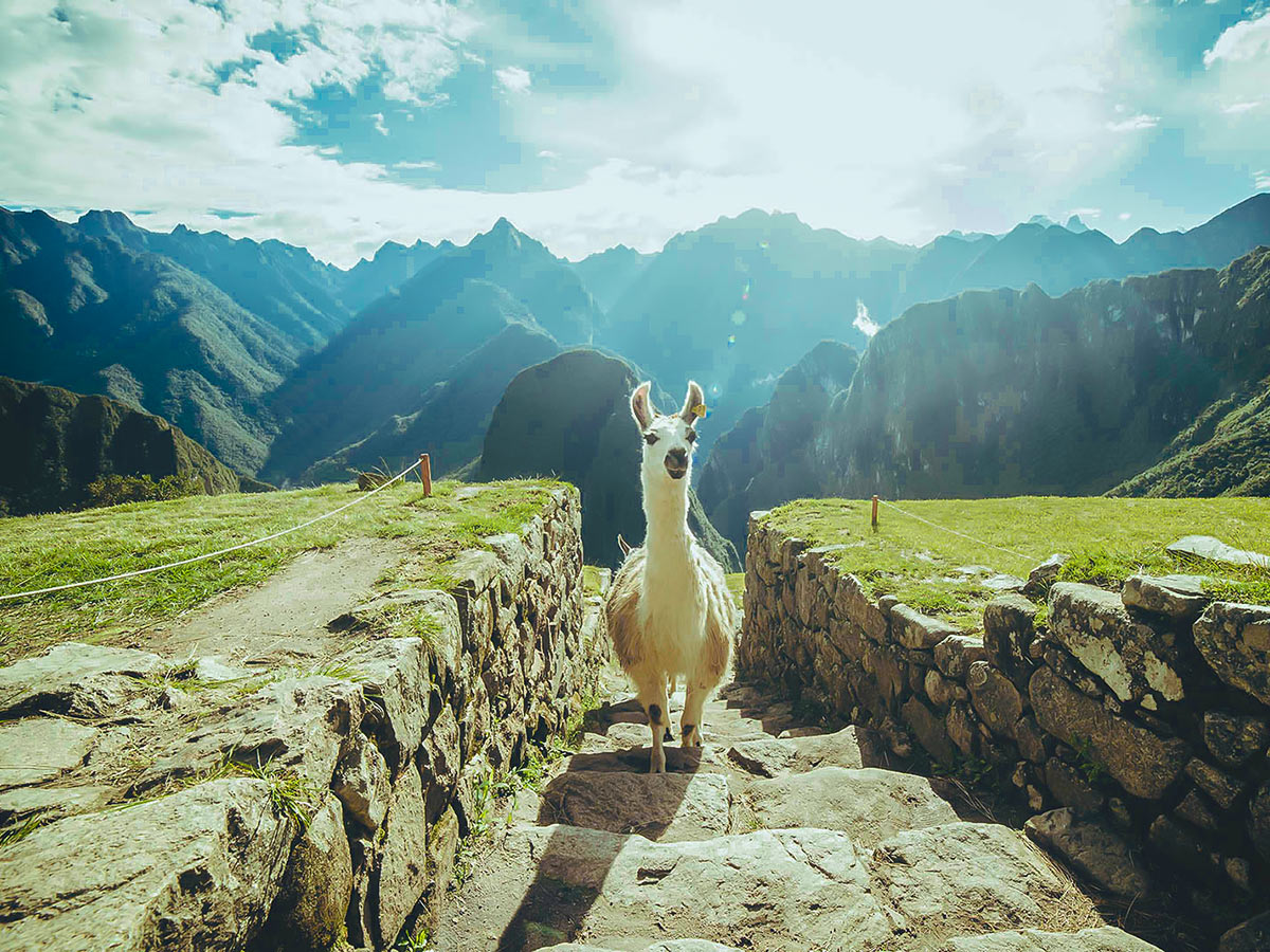 Curious llama on Inca Trail to Machu Picchu near Cusco Peru