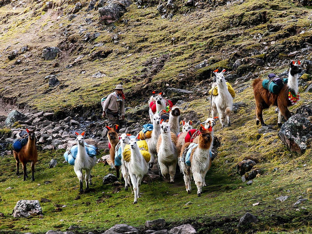 Herd of llamas on Lares Trek to Machu Picchu near Cusco Peru