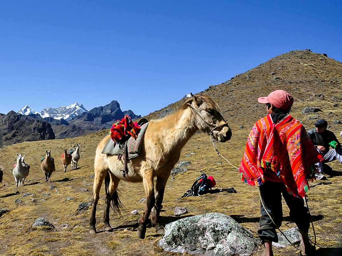 Herd of llamas in Andean Mountains on Lares Trek to Machu Picchu near Cusco Peru