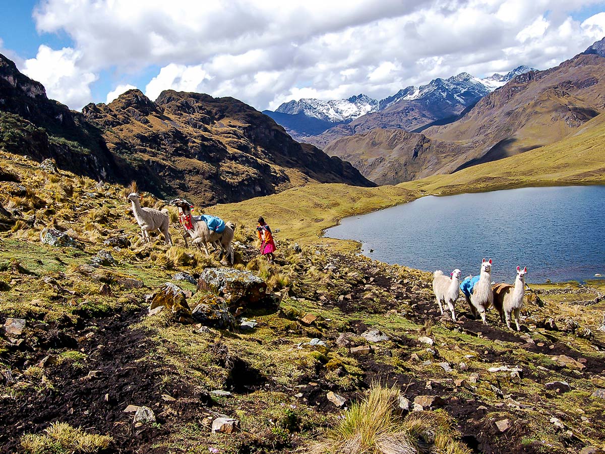 Llamas and local people on Lares Trek to Machu Picchu near Cusco Peru